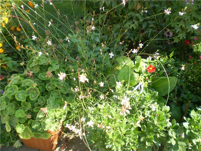 gaura